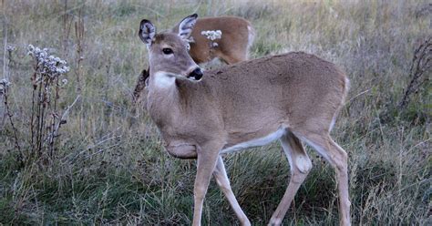 DNR: Rebounding deer populations mean more hunting options