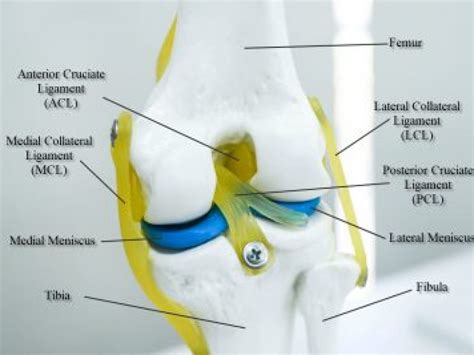 Tibial Collateral Ligament Pain