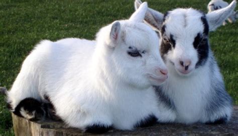 10 Best Goat Breeds to Keep as Pet