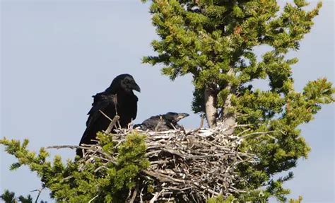 Raven Bird Facts | Anatomy, Diet, Habitat, Behavior