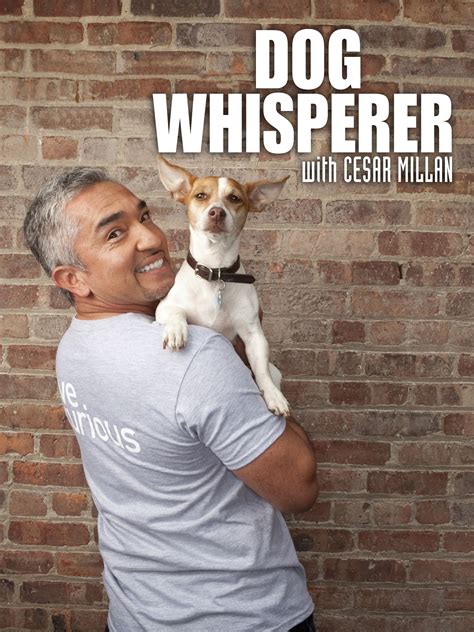 Dog Whisperer - Rotten Tomatoes