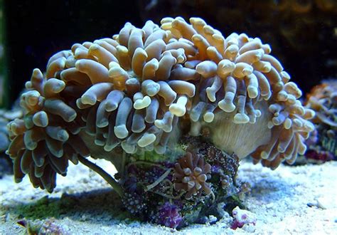 Fact: Corals are Animals, Not Plants! | Factinator