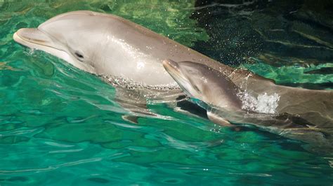 Five dolphin calves born recently at Discovery Cove