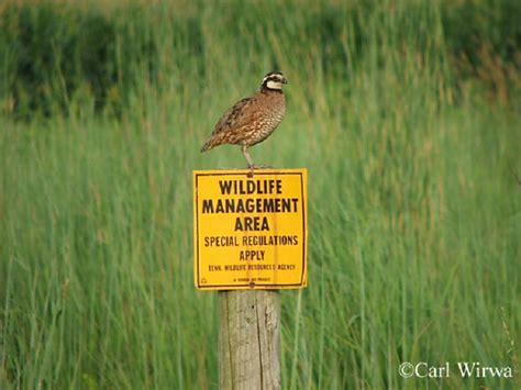 Northern Bobwhite | State of Tennessee, Wildlife Resources Agency