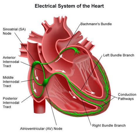 SISTEM KONDUKSI LISTRIK ORGAN JANTUNG