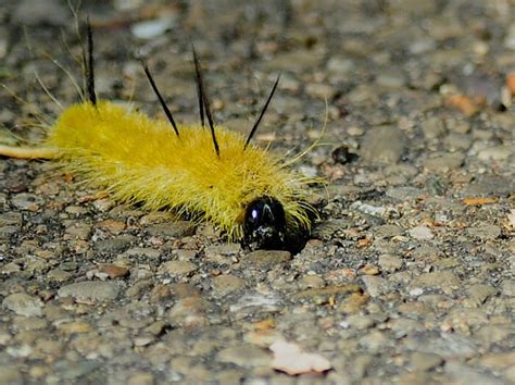 25 Yellow Caterpillars: With Pictures and Identification Guide ...