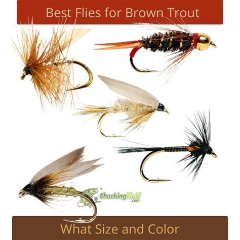 Best Flies For Fly Fishing Brown Trout - Unique Fish Photo