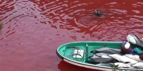 'The Cove' Director Releases Raw Footage Of Horrific Dolphin Slaughter (GRAPHIC) | HuffPost