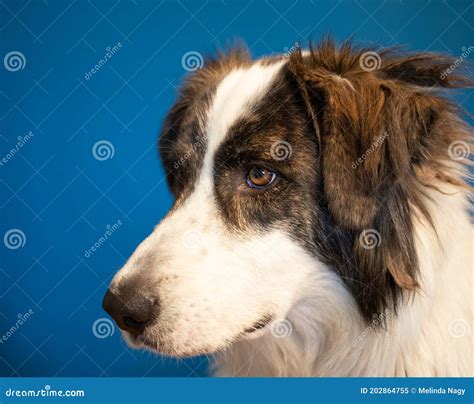 Portrait of Beautiful Bucovina Shepherd Dog Stock Image - Image of ...