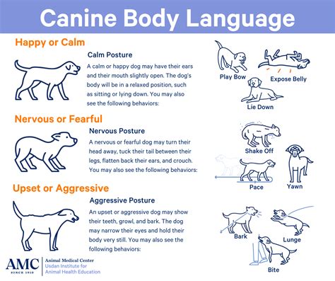 Dogs Body Language - INO Pets Parents Network