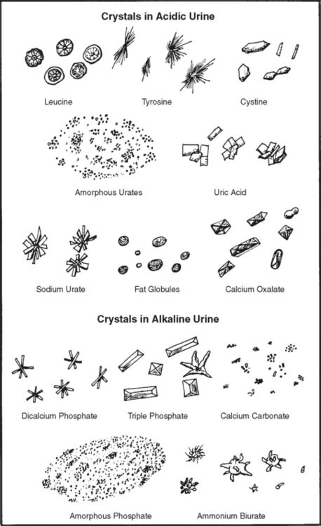 Diseases of the Urinary System | Veterian Key