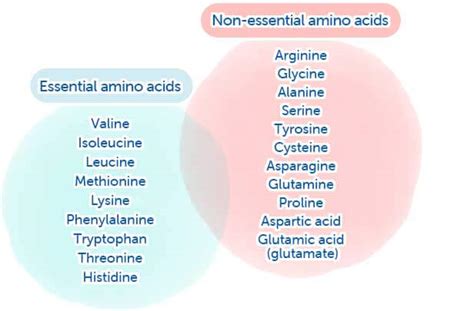 un ses nane types of amino acids yığın Barbekü Okunabilirlik