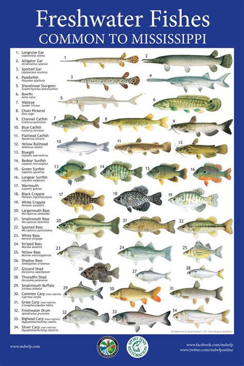 MDWFP on Twitter: "Show your love for fishing with this educational ...