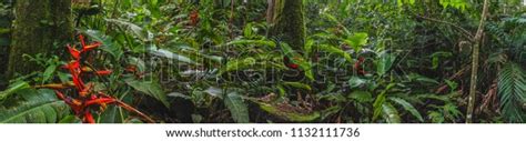 Costa Rica Rainforest Panorama Flowers Plants Stock Photo (Edit Now ...