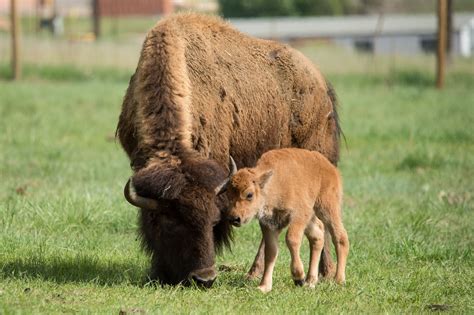 It's a boy: Bison delivers healthy bull calf