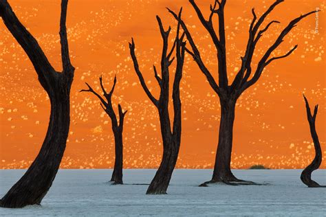 Ghost Trees | Frans Lanting | Wildlife Photographer of the Year ...