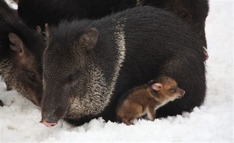 Collared Peccary (Pecari tajacu) | about animals