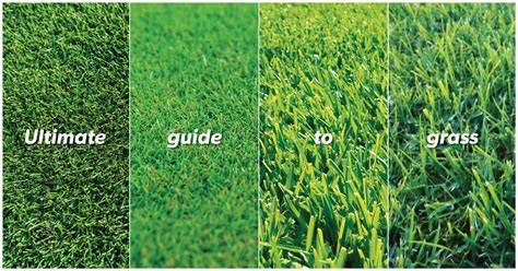 The ultimate guide to grass! There are quite a few different turf types ...