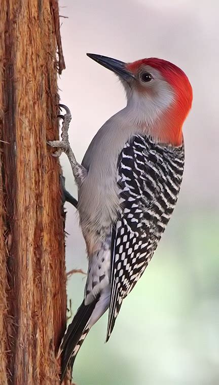 Red-bellied Woodpecker : Minnesota Breeding Bird Atlas