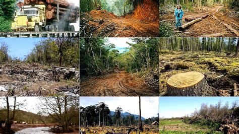 Human Habitat Destruction Examples - PELAJARAN