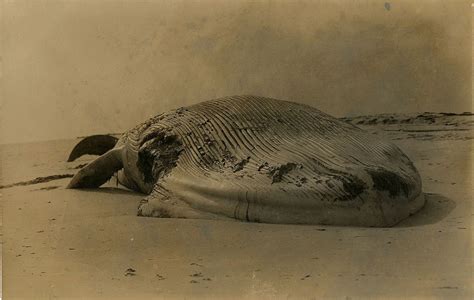 BEACHED WHALE - Fine Daguerreotypes & Photography