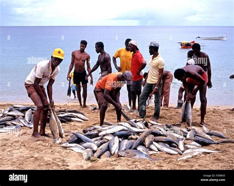 Local fishermen sorting the days catch of fish on Castara beach, Tobago, Trinidad and Tobago ...