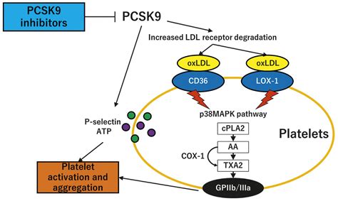 Effects of PCSK9 inhibitors on platelet functio...