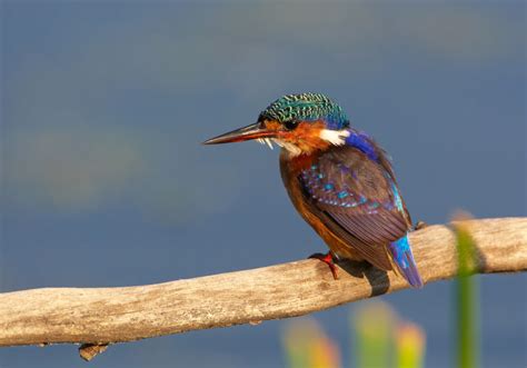 Malachite Kingfisher {Alcedo cristata}