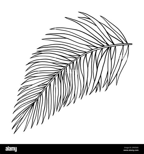 Tropical jungle palm vector leaf. Botanical hand drawn ink illustration ...