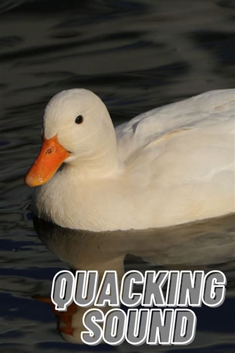 Sound Effects Ducks Quacking | Sound, Sound effects, Bird gif