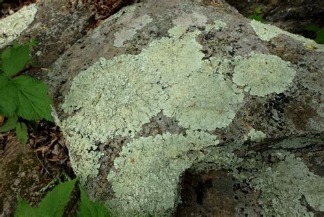 Mariton: I Don't Just Love'em - I Lichen - Natural Lands