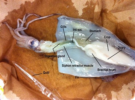 Male Squid Anatomy