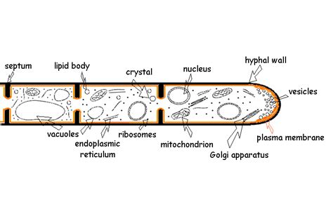 Amanita muscaria: Structure & Function