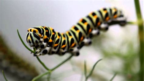 Free photo: Colorful Caterpillar - Caterpillar, Color, Colors - Free Download - Jooinn