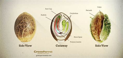 How To Germinate Cannabis Seeds Fast | DRCANNABIS.IO