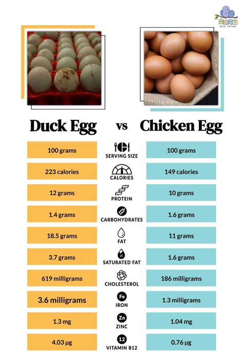 Duck Eggs Vs Chicken Eggs