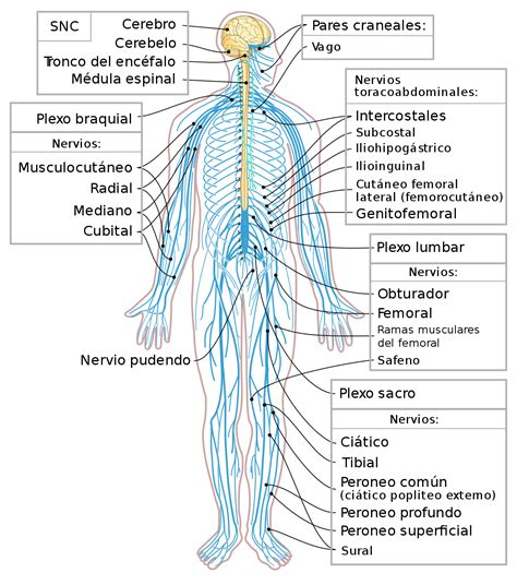 Sistema nervioso periférico - Wikipedia, la enciclopedia libre