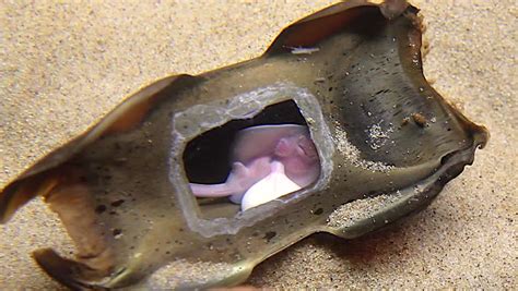 A Mermaid's Purse (Egg Of Sharks And Rays) With Portion Removed To Make Visible A Developing ...