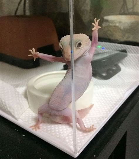 gecko 💗 | Cute animals, Baby animals funny, Cute lizard