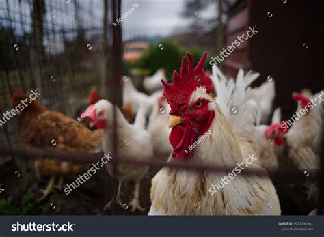 23 Cornish cross broilers Images, Stock Photos & Vectors | Shutterstock