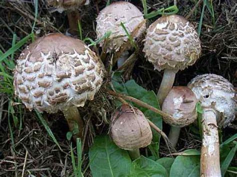 types of edible parasol mushrooms - sauna-flamingo.com