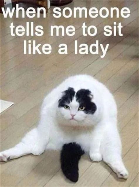 When somebody tells you to sit like a lady | Grappige dierenhumor, Grappige hondenplaatjes ...