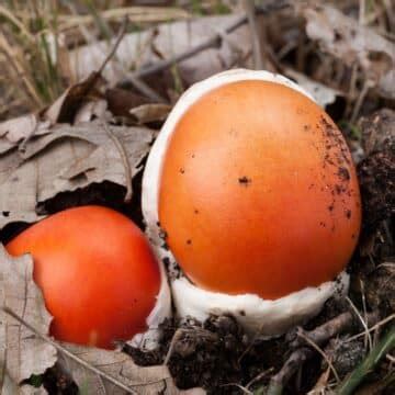 Amanita Caesarea: The Edible Caesar's Mushroom - Mushroom Appreciation