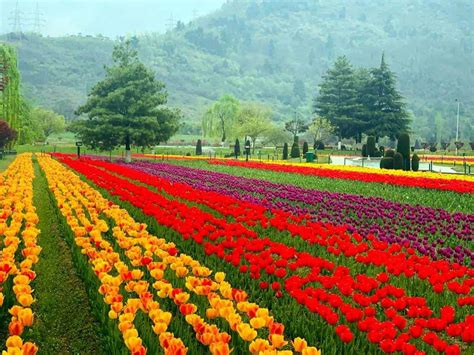 Kashmir Tulip Garden 2024 - Eartha Ellissa