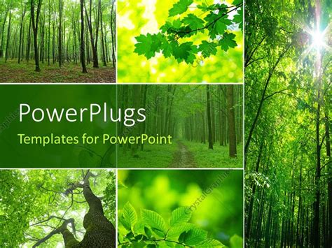 PowerPoint Template: collage of a forest with trees and green leaves showing nature (15002)