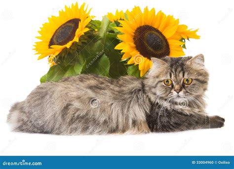 Persian Cat Lying With Sunflowers Stock Photo - Image: 33004960