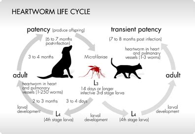 Heartworm Disease in Cats