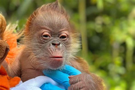 Critically Endangered Orangutan Gives Birth at California Zoo — See Her ...