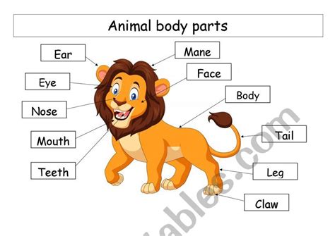 Get Lion Body Parts Worksheets Gif | methodsofbusinesssuccess