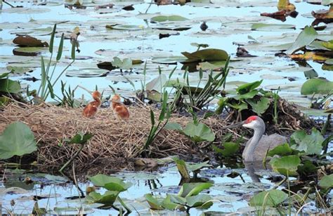 Sandhill cranes laying eggs at their nests around The Villages - Villages-News.com